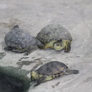 Emys orbicularis ( MashhadZoo)