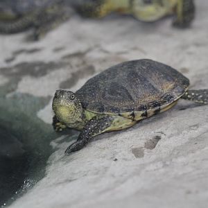 Emys orbicularis ( MashhadZoo)