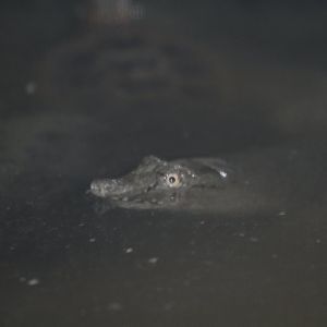 Chinese Softshell Turtle ( MashhadZoo)