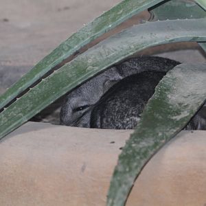 chinchilla ( MashhadZoo)