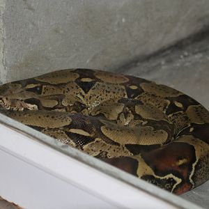 Python ( MashhadZoo)