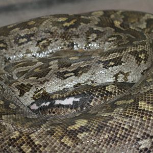 python Mashhad Zoo