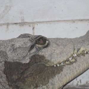 Crocodile Mashhad Zoo