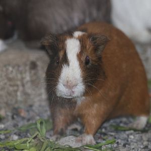 Guinea pig Mashhad Zoo