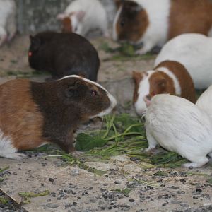 Guinea pig Mashhad Zoo
