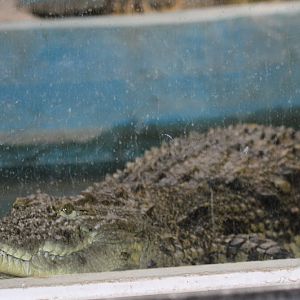 Crocodile Mashhad Zoo