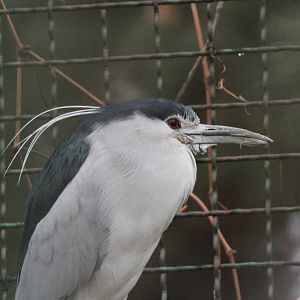 Night heron Mashhad Zoo