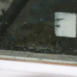 Chinese Softshell Turtle Mashhad Zoo