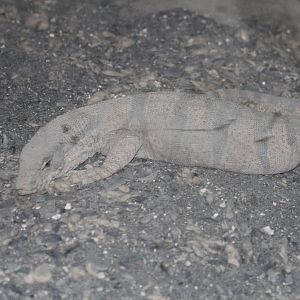 desert monitor Mashhad Zoo