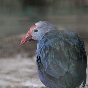 Porphyrio porphyrio (Mashhad Zoo)
