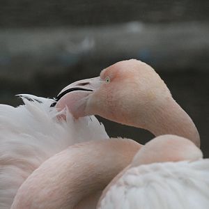 P. roseus (Mashhad Zoo)