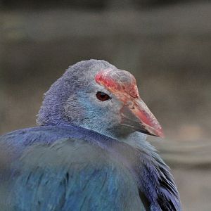 Porphyrio porphyrio (Mashhad Zoo)