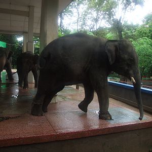 Yangon Zoological Gardens