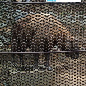 Yangon Zoological Gardens