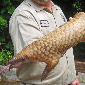 White bellied tree pangolin