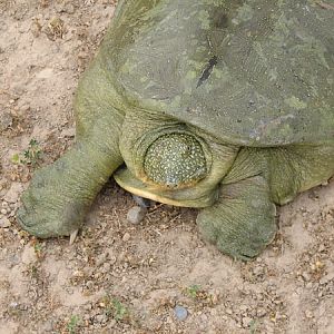 Euphrates softshell turtle (refetus euphraticus )
