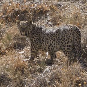 persian leopard