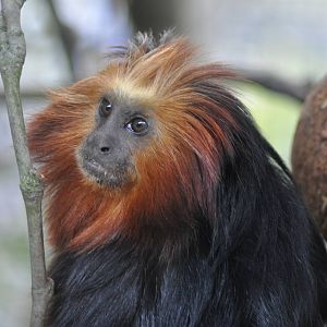 Golden-headed lion tamarin (Leontopithecus chrysomelas)