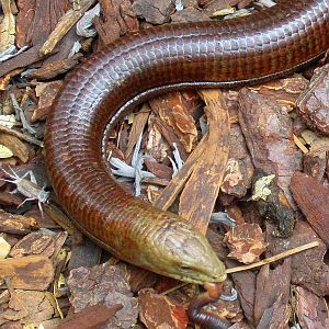 Scheltopusik or European Legless Lizard