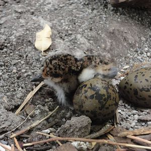 Southern Lapwing Chick