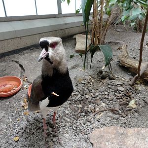 Southern Lapwing with Nest