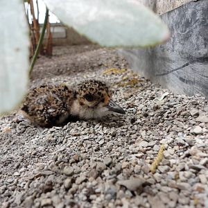 Southern Lapwing Chick