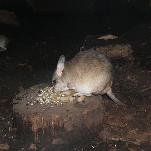 Malagasy Jumping Rat