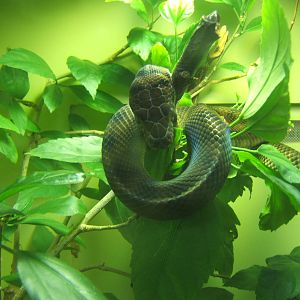 Baby New Guinea Amethystine Python