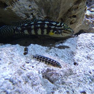 Checkered Cichlid and young