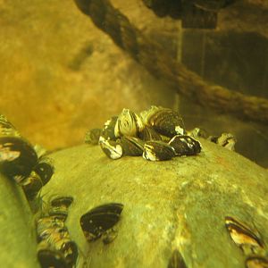 Zebra Mussel