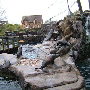 South American Fur Seal
