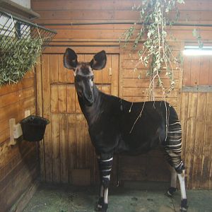 Okapi