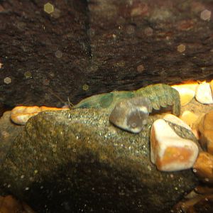 White Clawed Crayfish