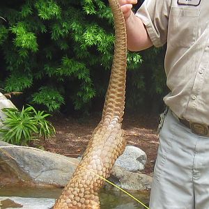White Bellied Tree Pangolin