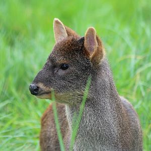 Pudu