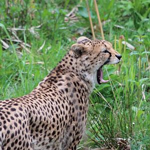 North African Cheetah