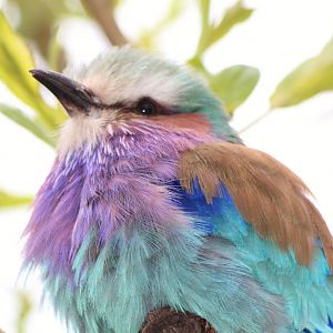 Lilac Breasted Roller