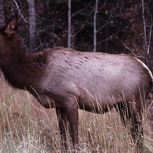 Wapiti