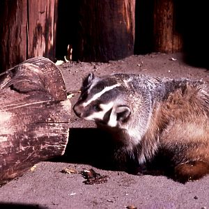 American Badger - 1987