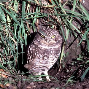 Burrowing Owl - 1987