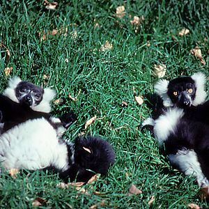 Ruffed Lemurs - 1987