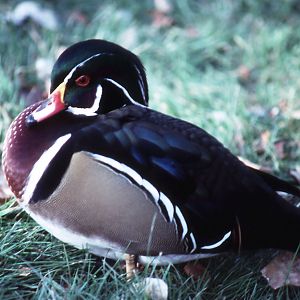 Wood Duck - 1987