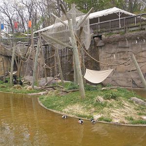 Spider Monkey Island