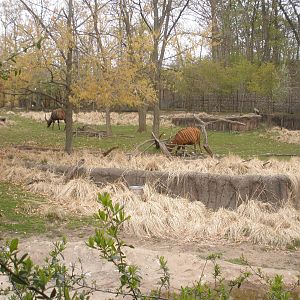 The Forest Edge Mixed exhibit