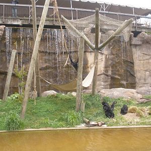 Spider Monkeys enjoying their new island