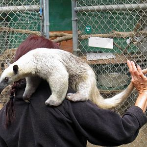 Tamandua or Lesser Anteater
