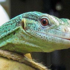 Emerald Tree Monitor