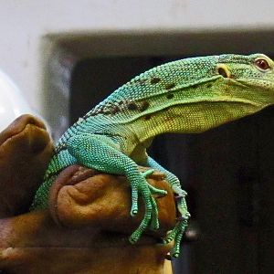 Emerald Tree Monitor