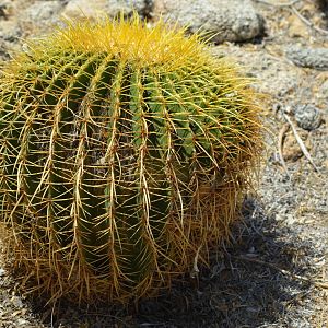 Golden Barrel Cactus
