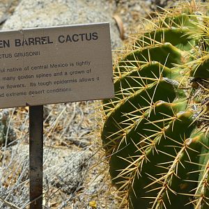Golden Barrel Cactus